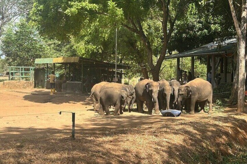 A group of elephants in a zoo enclosure with trees and a shelter. 3