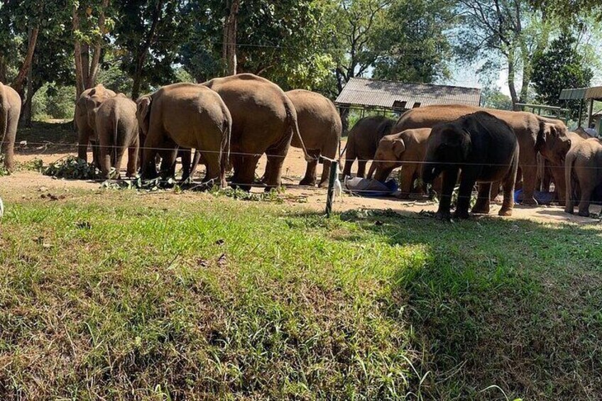 A group of elephants in a fenced enclosure with trees and a building in the background. 4