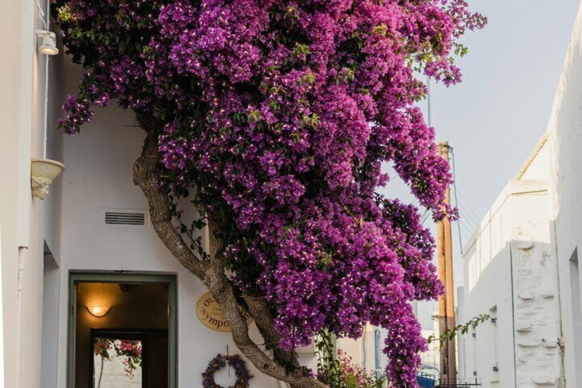 Private Island Tour of Paros Tailor Made Experience 4