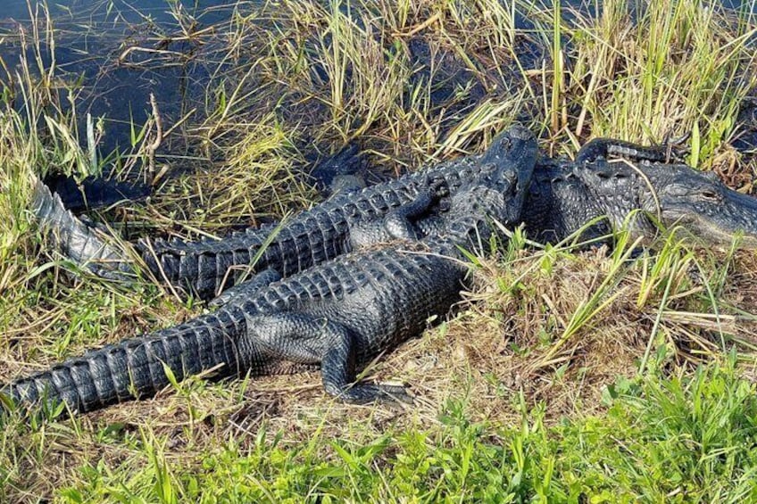 Everglades Nature and Wildlife TRAM Adventure from Miami 2