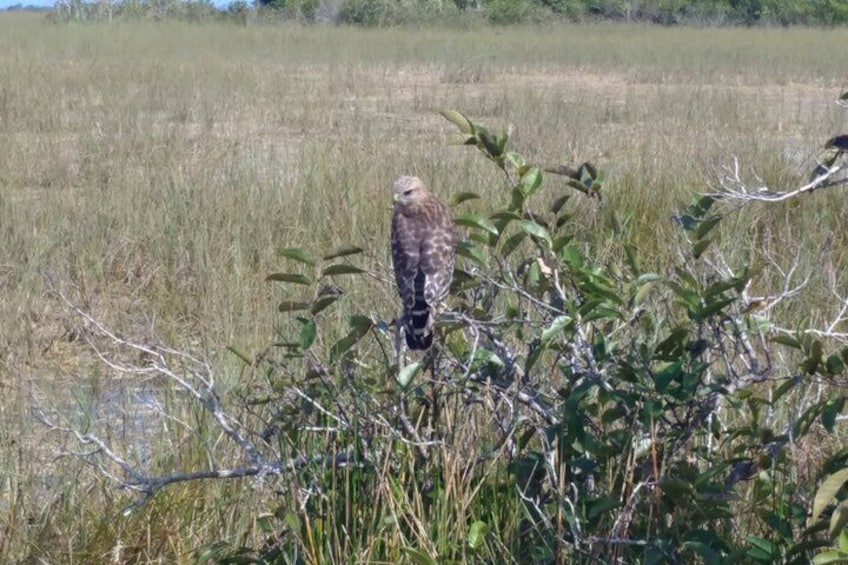 Everglades Nature and Wildlife TRAM Adventure from Miami 4