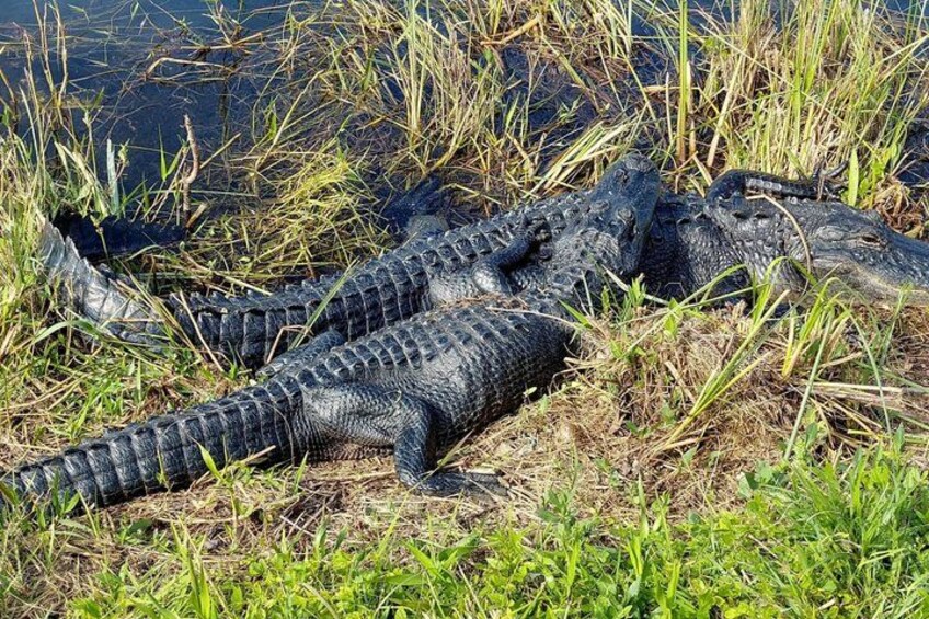Two alligators resting on grassy terrain near a body of water. 2