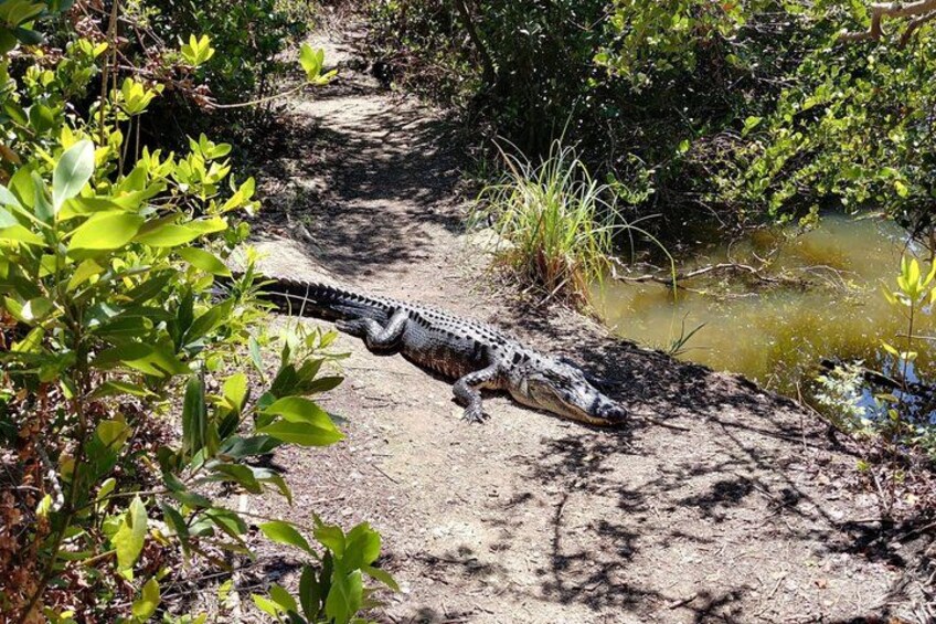 A crocodile on a dirt path near a water body surrounded by greenery. 4