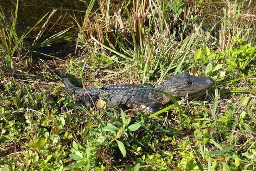 Everglades Nature and Wildlife TRAM Adventure from Miami 5