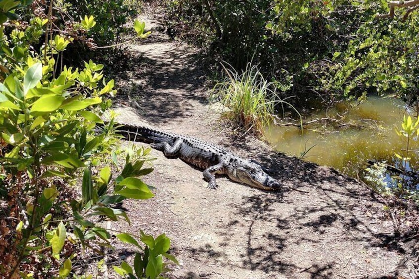 Everglades Nature and Wildlife TRAM Adventure from Miami 3