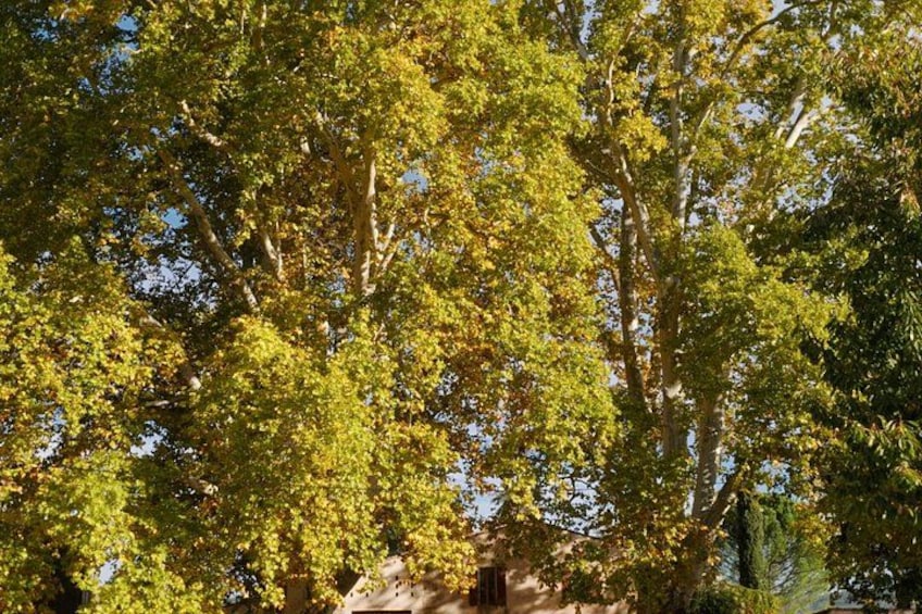 A dense cluster of trees with green foliage, a clear sky, and a rocky outcrop in the foreground. 3