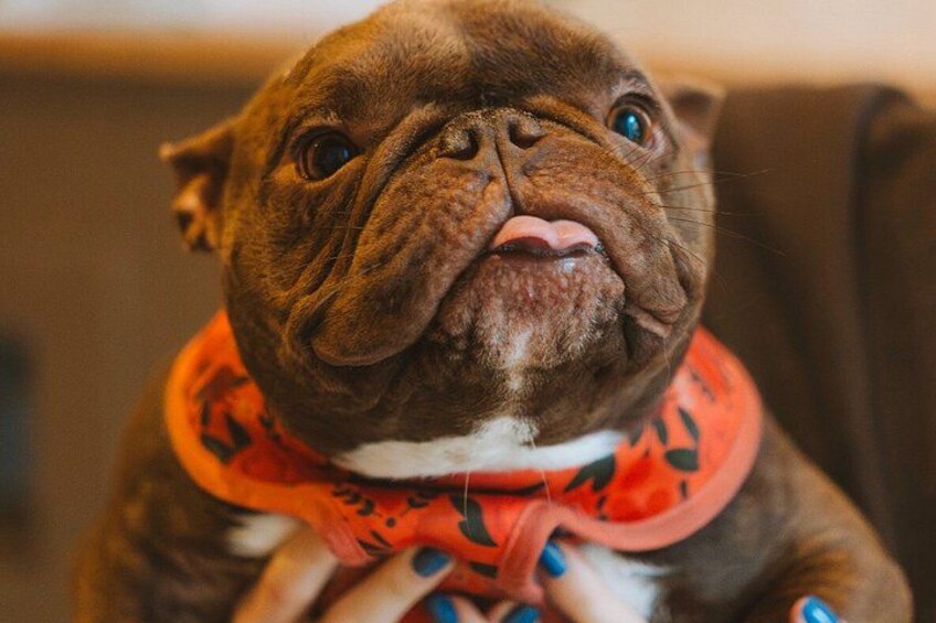 A dog wearing a red collar with a leaf pattern. 5