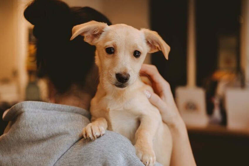 Rescue Dog Lounge Experience in Bellingham 1