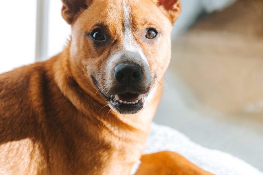 A brown dog with a white patch on its chest, sitting indoors. 4