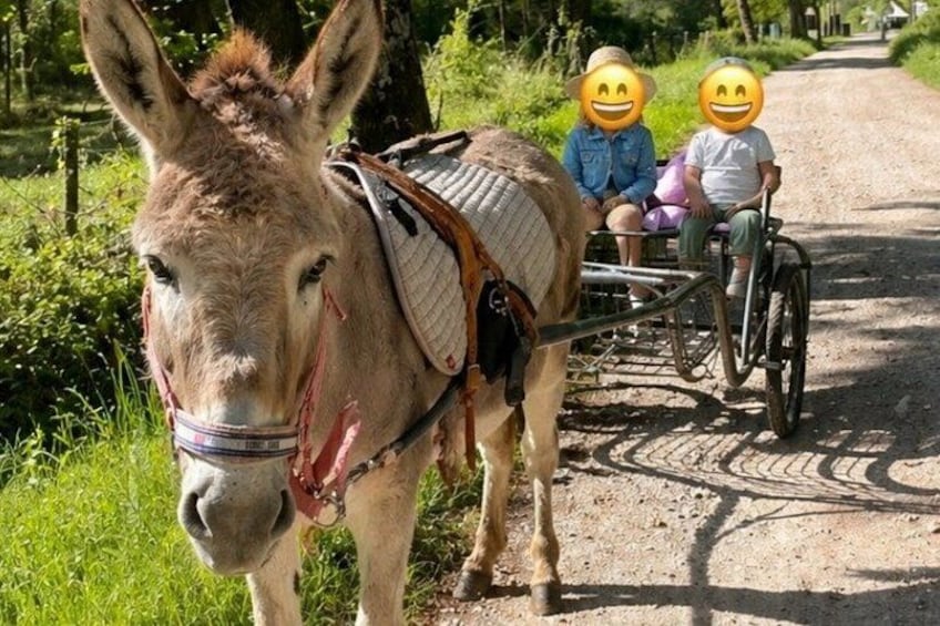 A donkey with a saddle and a cart pulled by it, on a dirt path with greenery on the sides. 2