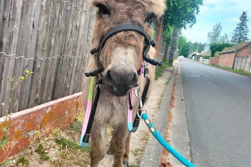 A horse with a halter and lead rope, standing on a paved road next to a wooden fence. 4