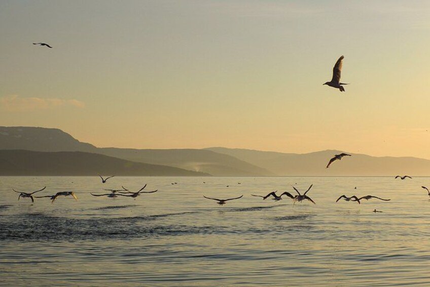 A seascape with birds flying over the water. 4