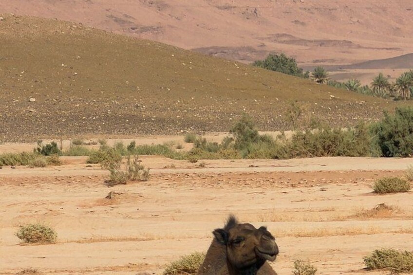 The Sahara Nobody Sees 2 Day Private 4x4 and Desert Riad 5
