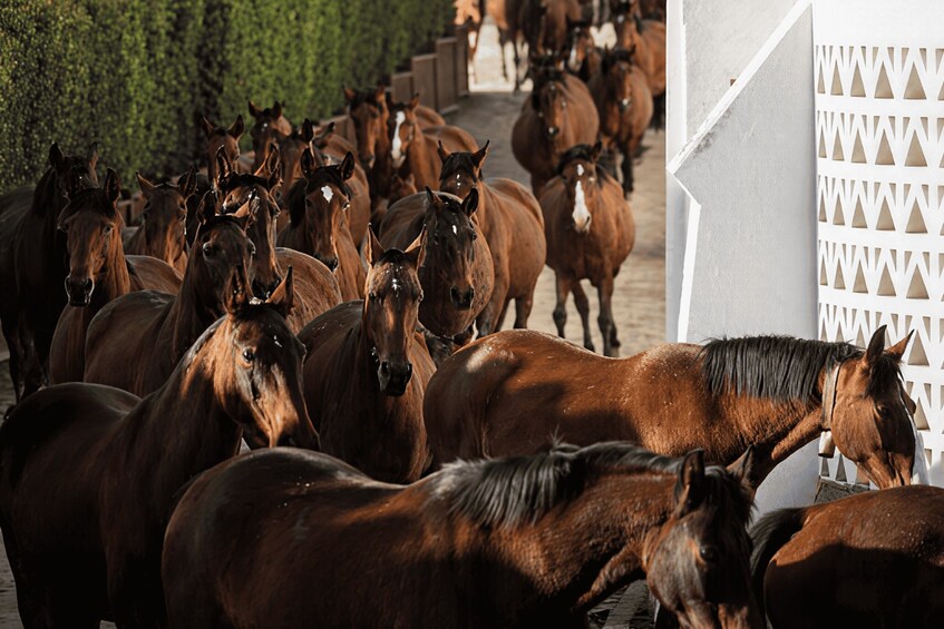 Picture 5 for Activity From Lisbon: Day Trip with Horses, Wine & Medieval Heritage 5