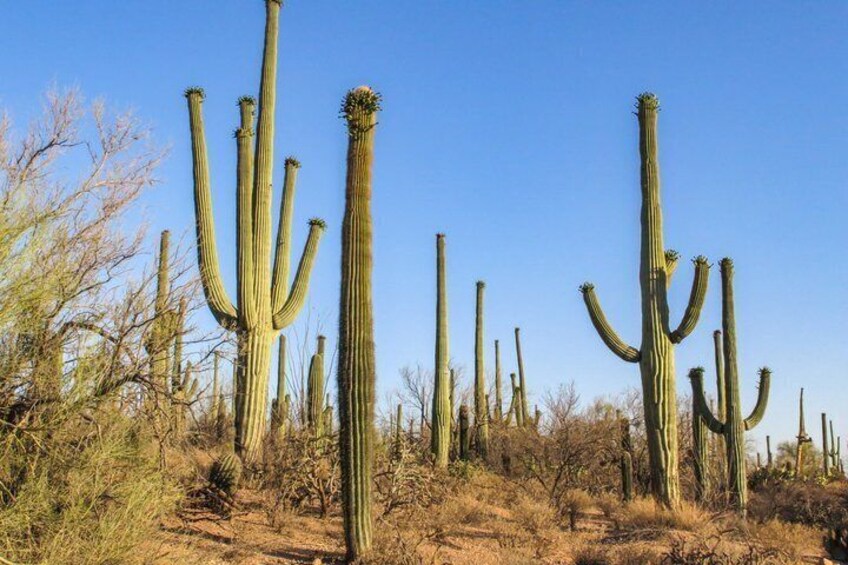 A desert landscape with tall saguaro cacti. 1