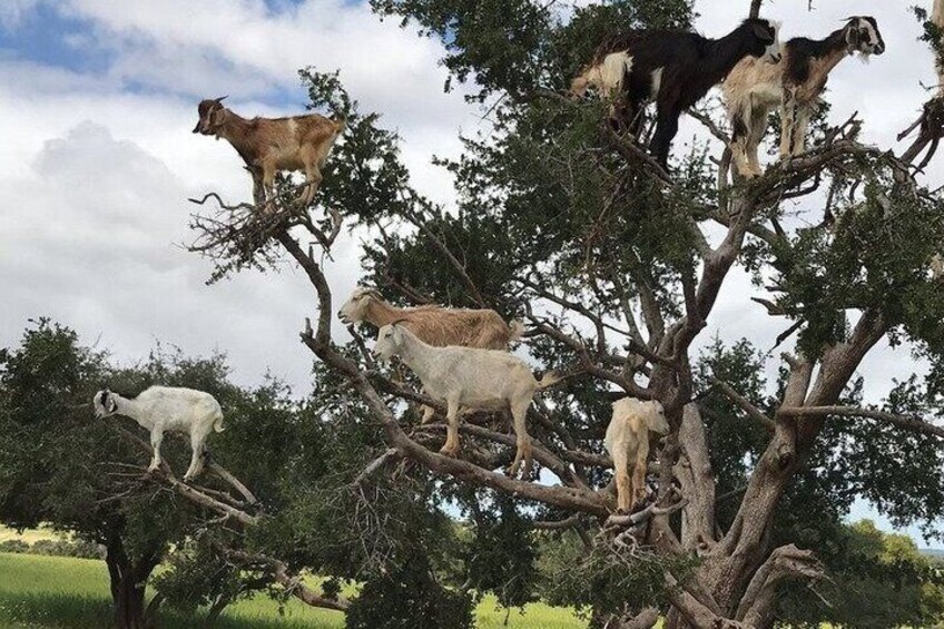Half Day Goats in Argan Trees and Crocoparc Tour from Agadir 2