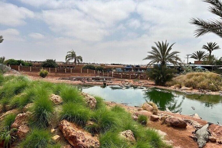 Half Day Goats in Argan Trees and Crocoparc Tour from Agadir 3