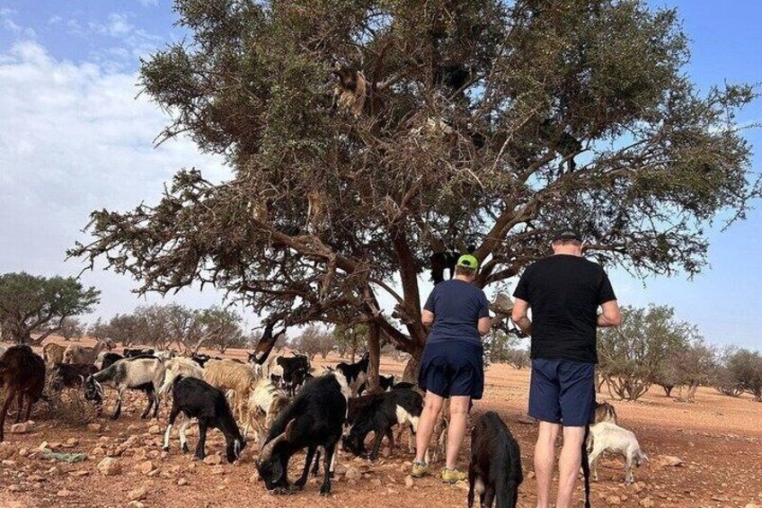 A group of people with livestock grazing near a tree in a dry landscape. 4