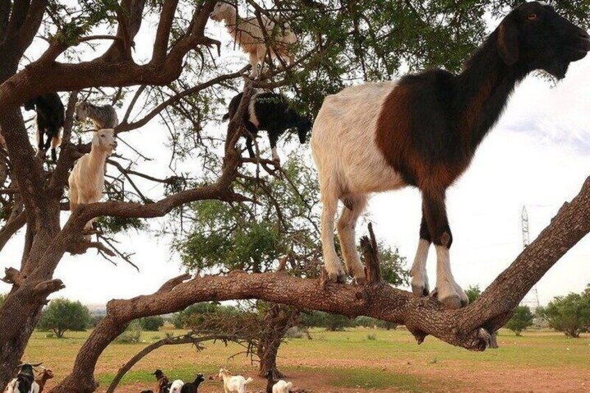 Half Day Goats in Argan Trees and Crocoparc Tour from Agadir 1