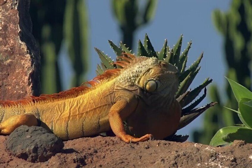 Half Day Goats in Argan Trees and Crocoparc Tour from Agadir 5