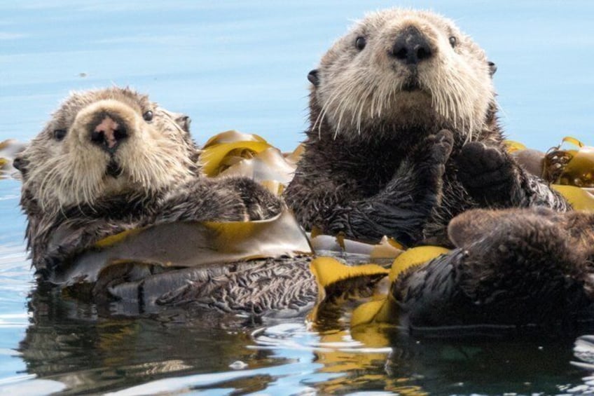 Two otters floating on a body of water with seaweed. 1