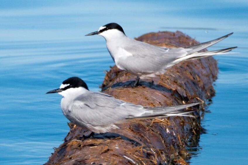 Two birds perched on a nest by the water. 5