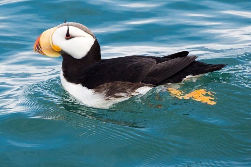 A puffin swimming in clear blue water. 4