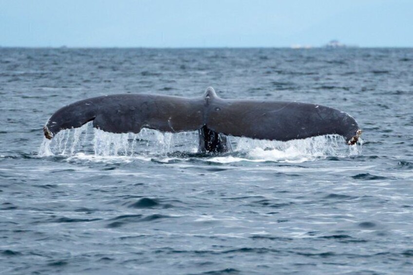 A whale breaching the ocean surface. 3