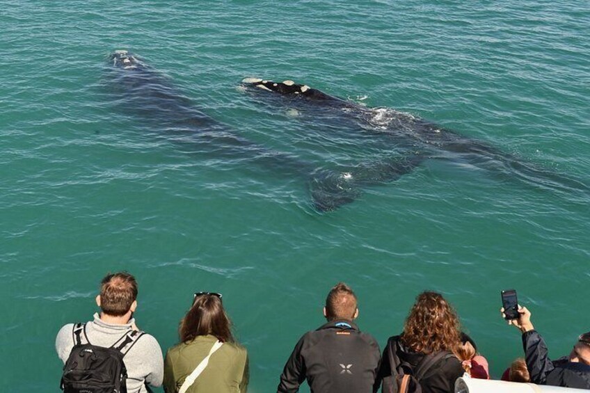 A group of people observing whales in the ocean. 1
