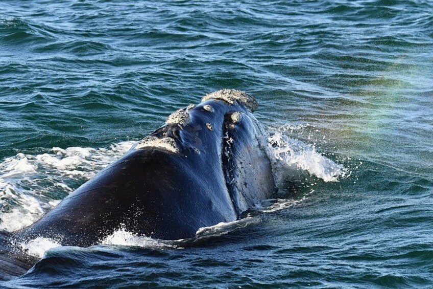 Shared Hermanus Boat Based Whale Watching and Penguin Adventure 4