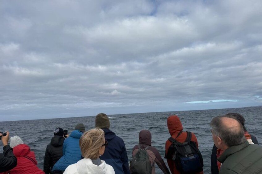 Shared Hermanus Boat Based Whale Watching and Penguin Adventure 2