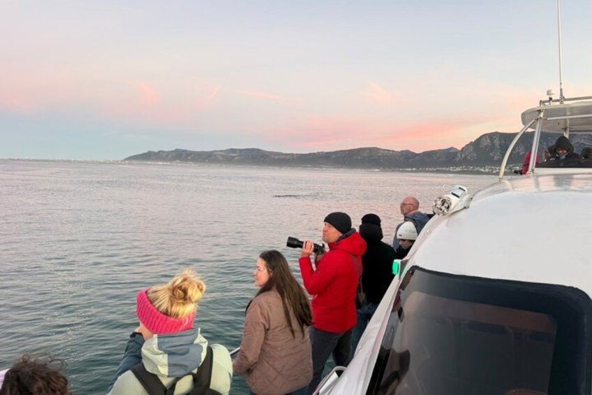 Shared Hermanus Boat Based Whale Watching and Penguin Adventure 3