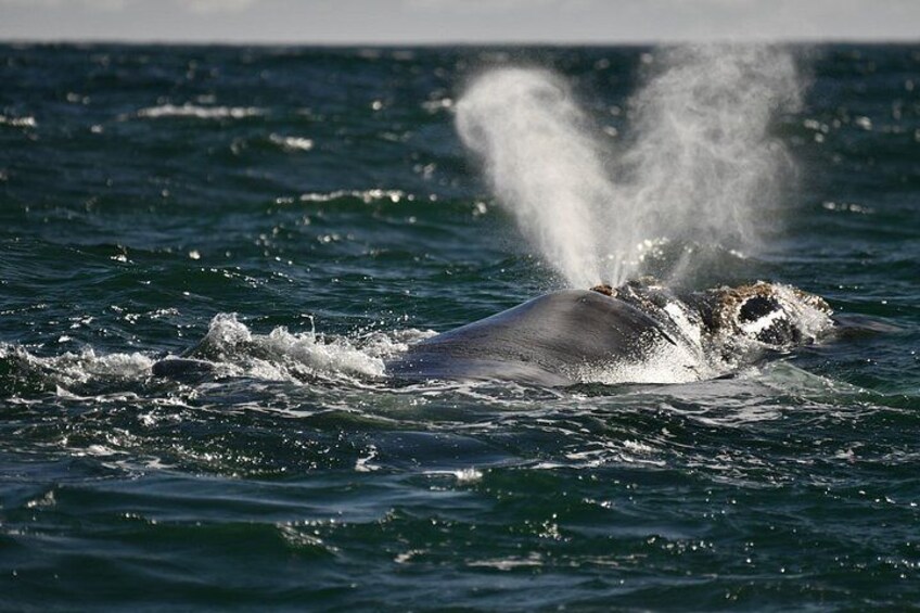 A whale breaching with water splashing around it. 2