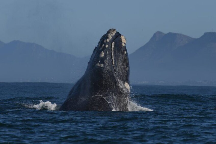 A whale breaching with a mountainous landscape in the background. 1