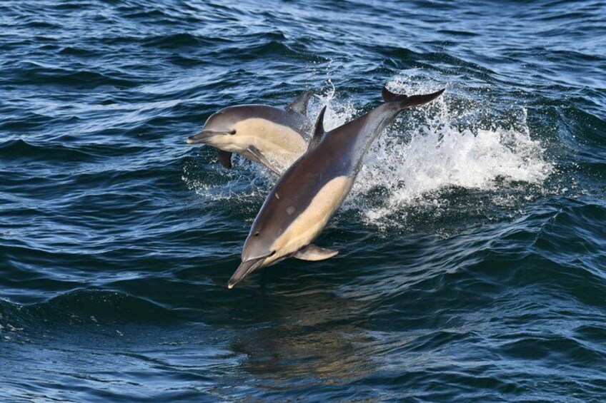 Two dolphins leaping out of the water. 5