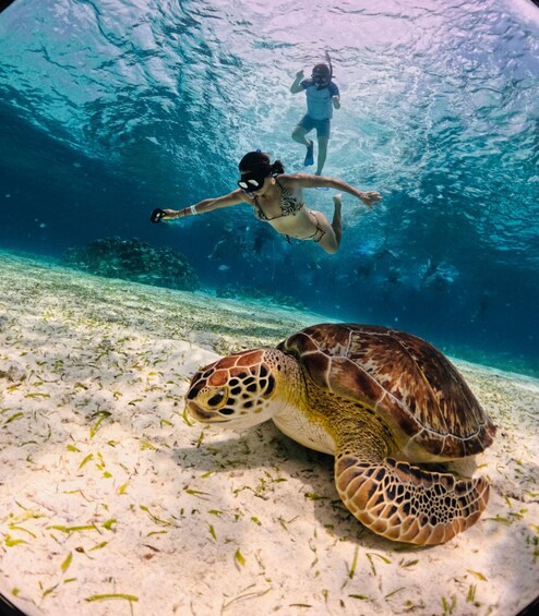A sea turtle on a sandy seabed with a diver in the background. 4