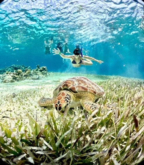 A sea turtle on the ocean floor with a diver above. 5
