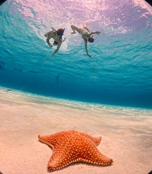 Two people scuba diving underwater with a starfish on the sandy ocean floor. 3