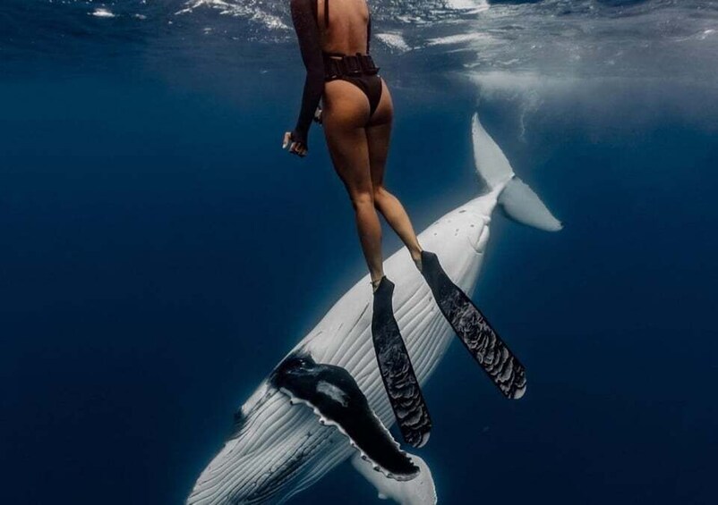 Tahiti: Humpback Whale Watching and Snorkeling Tour 1
