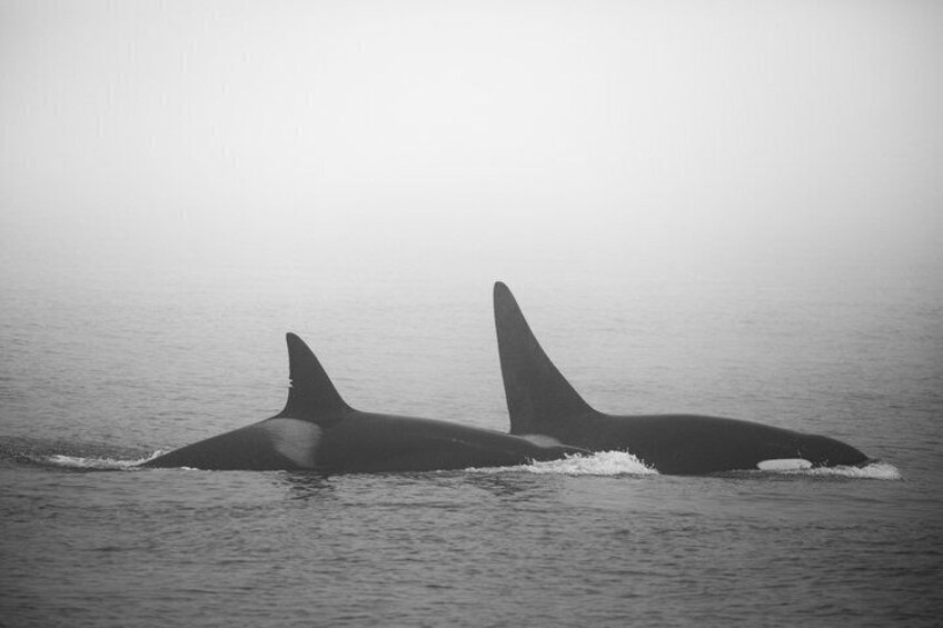 Two orcas swimming in the ocean. 1