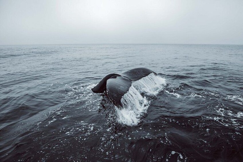 A whale's tail breaching the ocean surface. 3