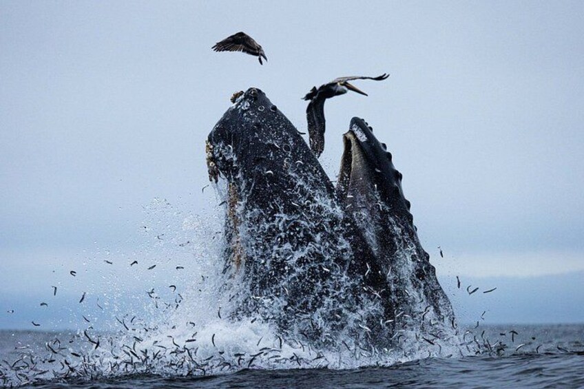 A whale breaching with water splashing around. 2