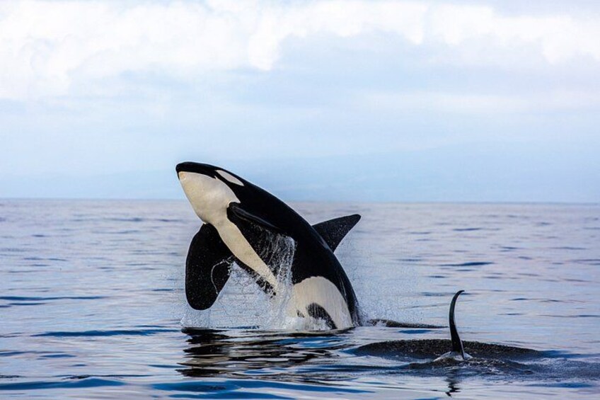 A whale breaching the water's surface. 5