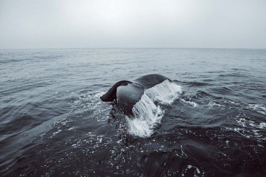Private Whale Watching trip 1