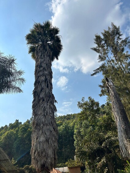 Picture 6 for Activity From Kigali: Bigogwe Cow Culture Tour & Scenic Drive 3