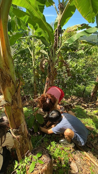 Picture 6 for Activity Lombok: Vanilla, Cocoa & Bees Educational Farm Walk 1