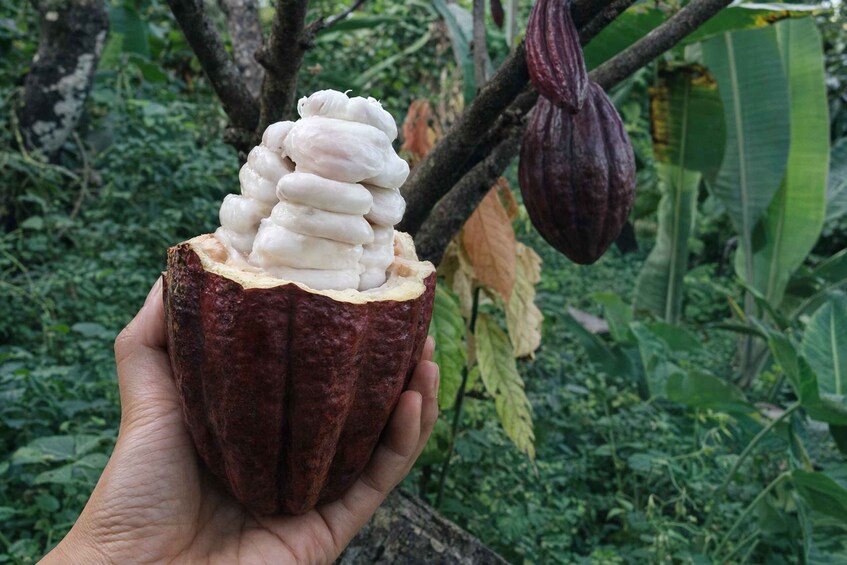 Picture 2 for Activity Lombok: Vanilla, Cocoa & Bees Educational Farm Walk 2