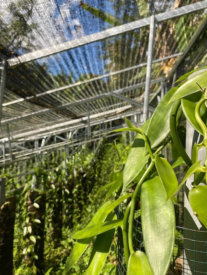 Picture 2 for Activity Lombok: Vanilla, Cocoa & Bees Educational Farm Walk 4