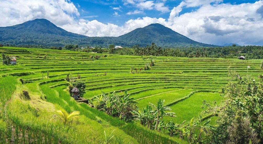 Picture 12 for Activity Bali: Customised North Bali Tour With Private Car and Driver 2
