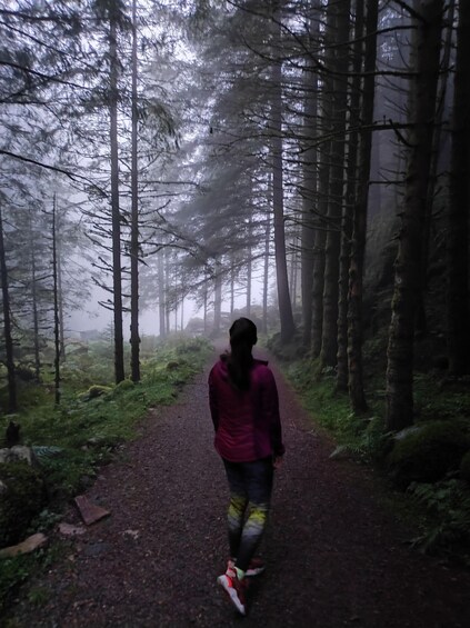 A person walking on a forest path surrounded by tall trees and fog. 2